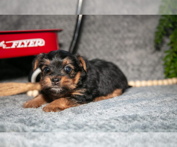 Medium Photo #3 Yorkshire Terrier Puppy For Sale in DELTA, PA, USA