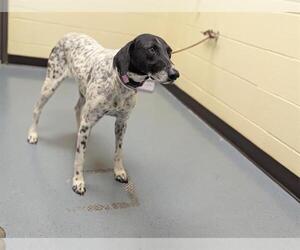 Pointer Dogs for adoption in Denver, CO, USA
