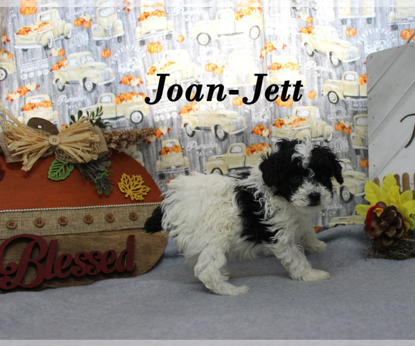 Medium Photo #14 Poodle (Toy) Puppy For Sale in CHANUTE, KS, USA