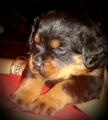 Rottweiler Puppy for sale in BROOKLYN, NY, USA