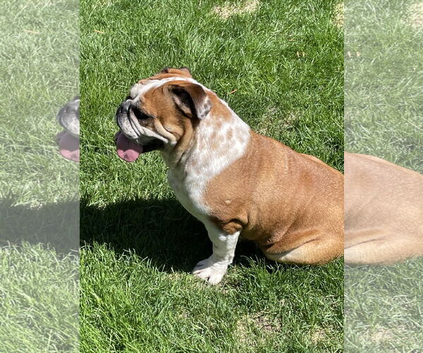 Medium Photo #6 Bulldog Puppy For Sale in St. Louis Park, MN, USA