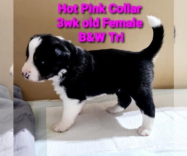 Medium Photo #5 Border Collie Puppy For Sale in ELMENDORF, TX, USA