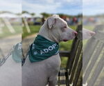 Small #9 American Pit Bull Terrier Mix