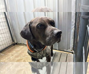 Zuse - Male Labrador Retriever-Unknown Mix Dog for Adoption - Photo #3