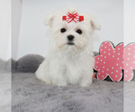 Small #1 Maltese