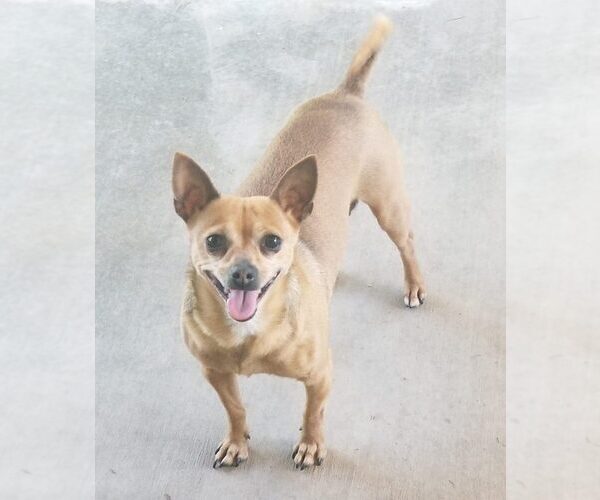 Medium Photo #2 Chihuahua Puppy For Sale in MURRIETA, CA, USA