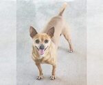 Small Photo #2 Chihuahua Puppy For Sale in MURRIETA, CA, USA