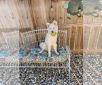 Small Photo #2 Collie-Huskies  Mix Puppy For Sale in Scottsboro, AL, USA