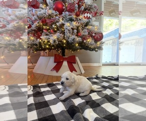 Medium English Cream Golden Retriever