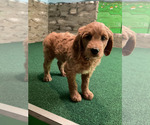 Small #9 Goldendoodle