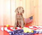 Small Photo #10 Labrador Retriever Puppy For Sale in MARSHFIELD, MO, USA
