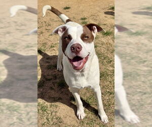 Mutt Dogs for adoption in Augusta, GA, USA