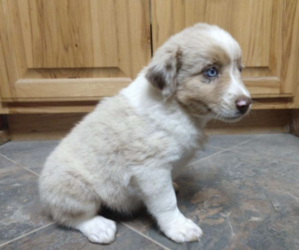 Mini Australian Shepterrier Puppy for sale in WEIR, KS, USA