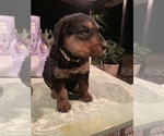 Small Photo #13 Airedale Terrier Puppy For Sale in MOSCOW, ID, USA