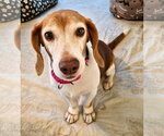 Small #6 Beagle