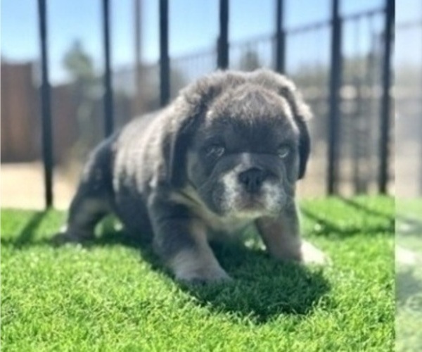 Medium Photo #1 English Bulldog Puppy For Sale in GUILFORD, CT, USA