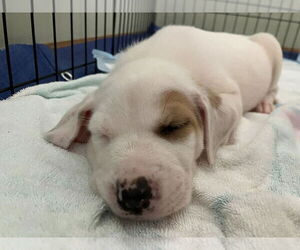 Sheprador Dogs for adoption in Plainfield, IL, USA