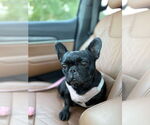 Small French Bulldog Mix