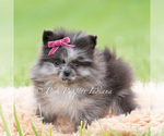 Small Photo #56 Pomeranian Puppy For Sale in WARSAW, IN, USA