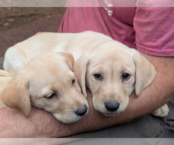 Medium Photo #2 Labrador Retriever Puppy For Sale in SHELTON, WA, USA