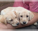 Small #1 Labrador Retriever