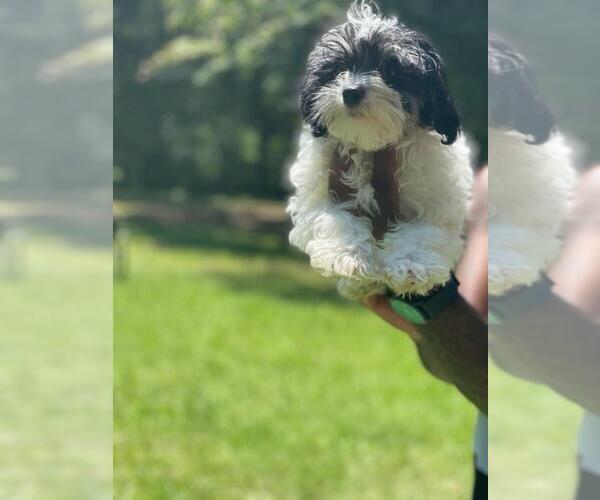 Medium Photo #2 Poodle (Miniature) Puppy For Sale in HAMPTON, GA, USA