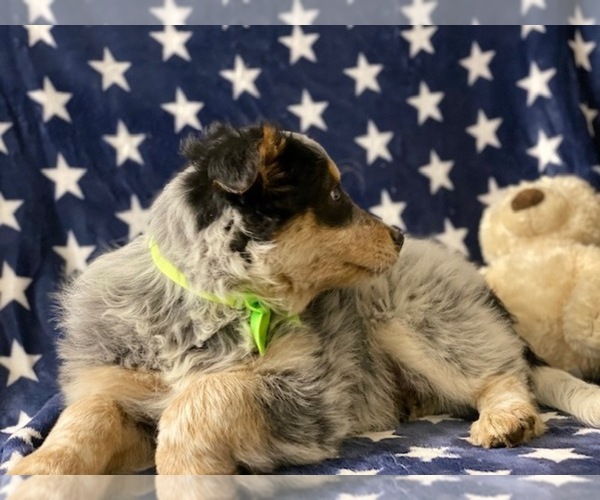 Medium Photo #2 Australian Shepherd Puppy For Sale in LANCASTER, PA, USA