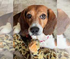 Chip V - Male Beagle Dog for Adoption - Photo #3