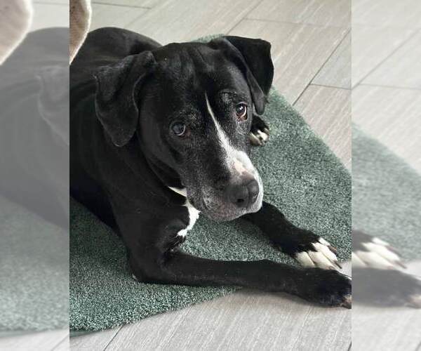 Medium Photo #7 Bulldog-Labrador Retriever Mix Puppy For Sale in Kennesaw, GA, USA