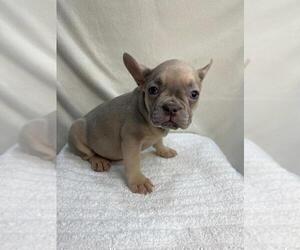French Bulldog Puppy for sale in CHARLESTON, SC, USA