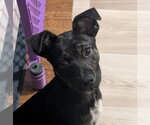 Small Photo #6 Mutt Puppy For Sale in Brooklyn Center, MN, USA