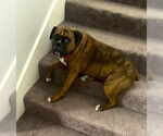 Small #2 Boxer