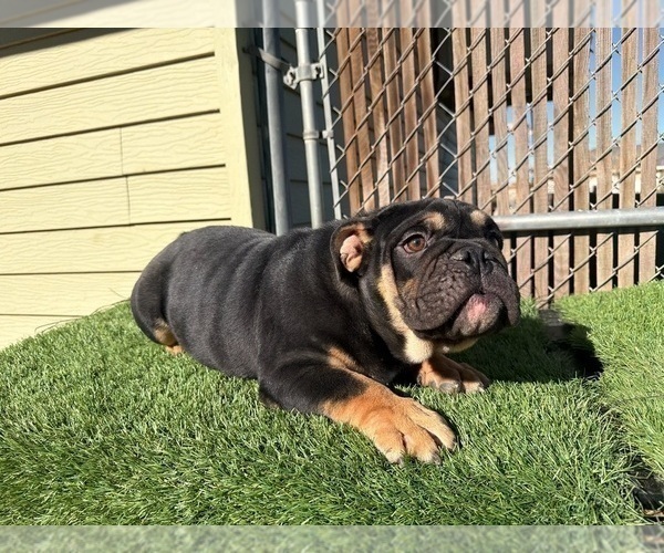 Medium Photo #5 English Bulldog Puppy For Sale in TUCSON, AZ, USA