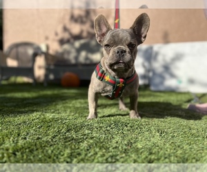 French Bulldog Puppy for Sale in SOUTH GATE, California USA