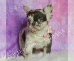 Small Photo #31 French Bulldog Puppy For Sale in WARSAW, IN, USA