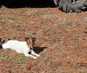 Mother of the Jack Russell Terrier puppies born on 05/23/2025