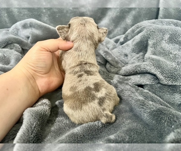 Medium Photo #16 French Bulldog Puppy For Sale in HAYWARD, CA, USA