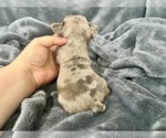 Small #15 French Bulldog