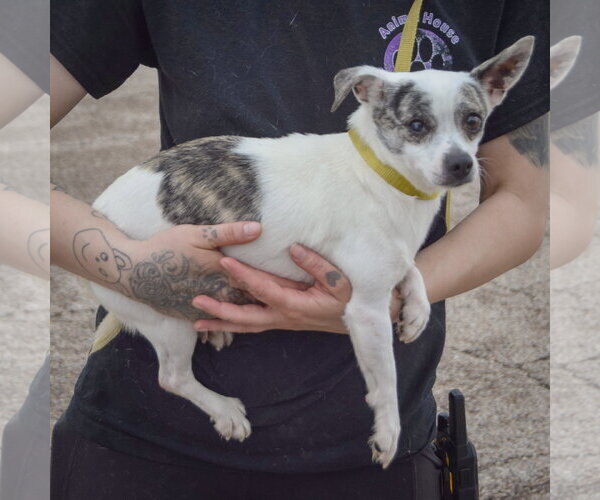Medium Photo #2 Italian Greyhuahua Puppy For Sale in Huntley, IL, USA