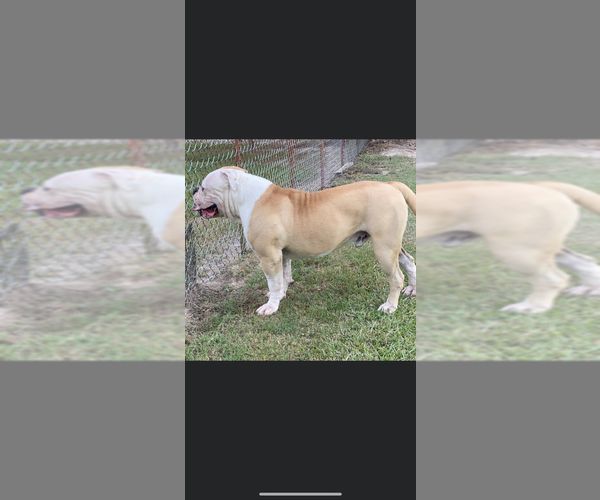 Medium Photo #1 American Bulldog Puppy For Sale in LEVITTOWN, PA, USA