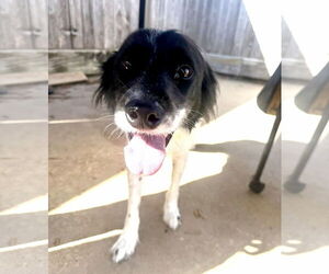 Pointer Aussie Dogs for adoption in Houston, TX, USA
