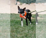 Small #4 Mutt