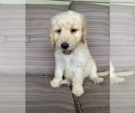 Small Photo #1 Goldendoodle Puppy For Sale in ALFORDSVILLE, IN, USA