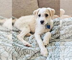 Small #3 Mutt