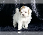 Small #3 Maltipoo (Miniature)