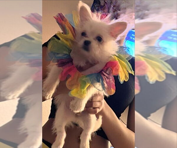 Medium Photo #5 ShiChi Puppy For Sale in Olalla, WA, USA