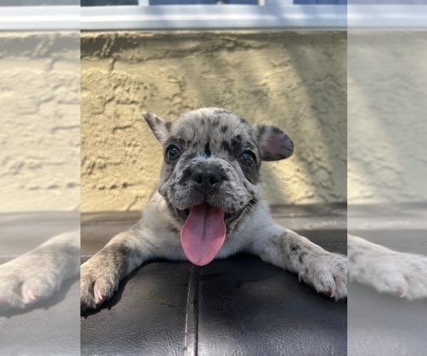 Medium Photo #17 French Bulldog Puppy For Sale in SAN DIEGO, CA, USA