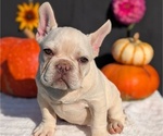 Small #4 French Bulldog