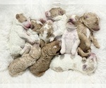 Small #12 Labradoodle-Poodle (Standard) Mix