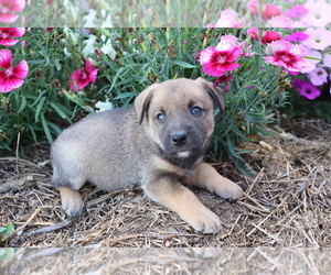 Norwegian Elkhound-Unknown Mix Puppy for sale in SHILOH, OH, USA